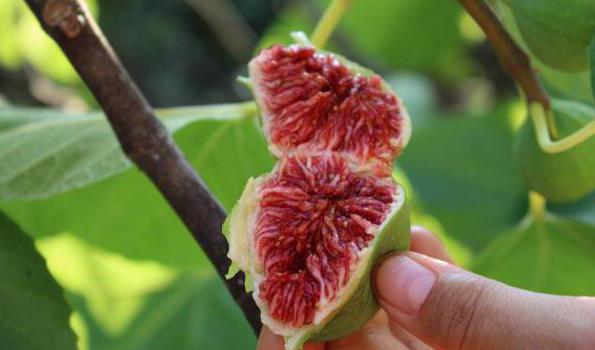 Fig growing in the home photo