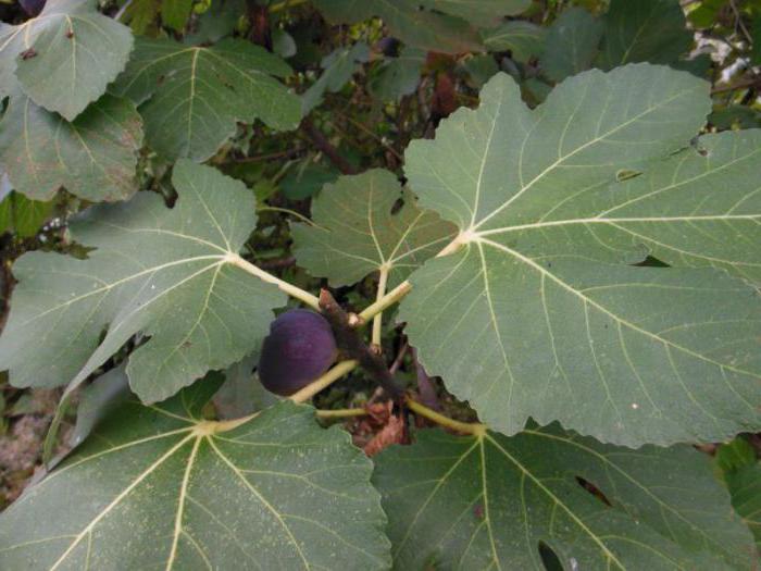 uprawa figi w domowych warunkach na zewnątrz