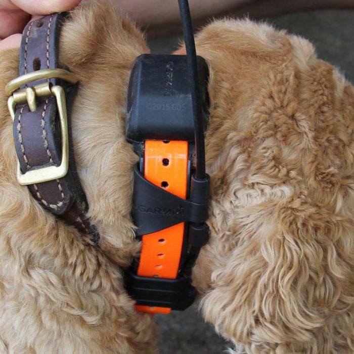 狗项圈用GPS进行狩猎价格