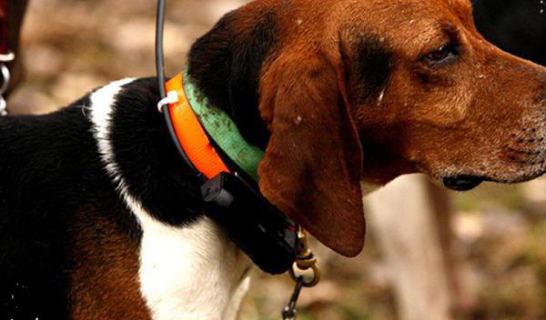 Navigator garmin mitHalsband für Hunde