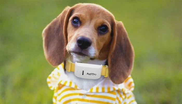 navegador astro 320 con el collar para perros