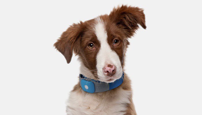 glonass navegador com um colar de cão
