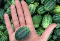 Sorten und Arten von Wassermelonen