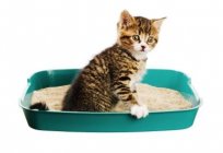 The cat diarrhea. What to do and what means to use in this case