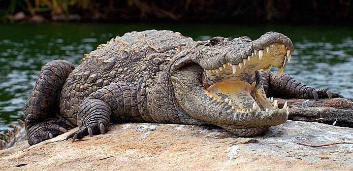 erwachsenes Krokodil