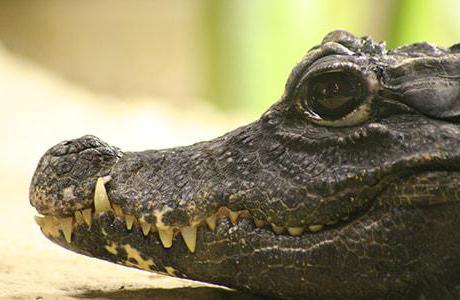 wie viel wiegt Krokodil