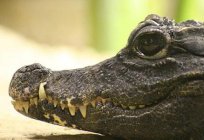 What is the weight of a crocodile? The smallest and the largest crocodile. How many live crocodiles