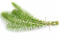 Useful leaves of horsetail are: composition, application, contraindications