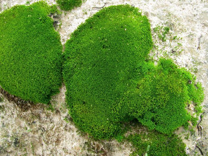 yosunlar споровые bitkiler