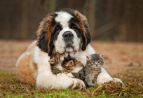 Clínica veterinaria omsk: el trabajo para salvar la vida de la