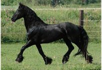 黑白花品种的马匹。 纯种马