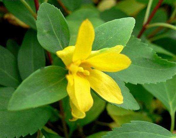 forsythia średnia żółta sadzenie i pielęgnacja