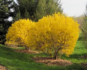 medium yellow forsythia Lynwood planting and caring