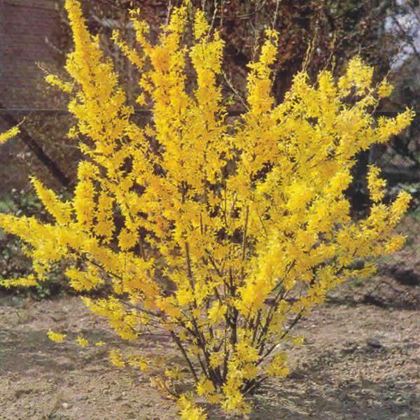 форзиция media amarillo de la plantación en primavera y cuidado
