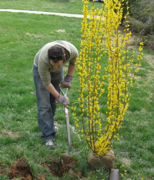 forsythia średnia żółta sadzenie i pielęgnacja zdjęcia