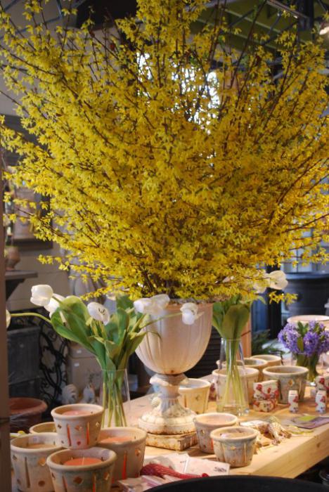 forsythia medium yellow care in the home