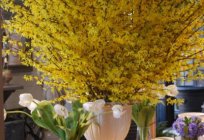 Forsythia yellow medium: planting and care at home photos