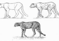 Jak narysować geparda? Przedstawiają silnego i szybkiego bestii