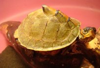 Kaplumbağa kabuğu kaplumbağa. Yapı kabuk kaplumbağa