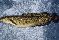 Spawning burbot: features. The burbot spawning when?