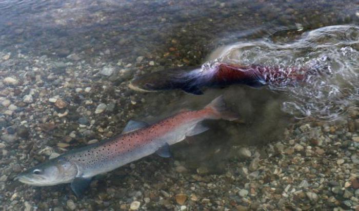 ordinary trout living
