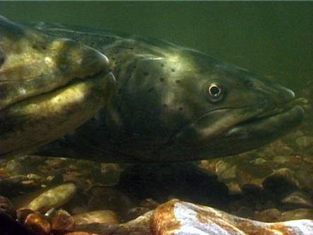 ordinary trout catadromous