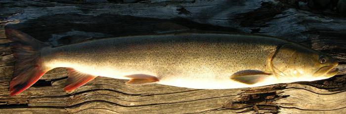 ordinary trout refers to residential fish