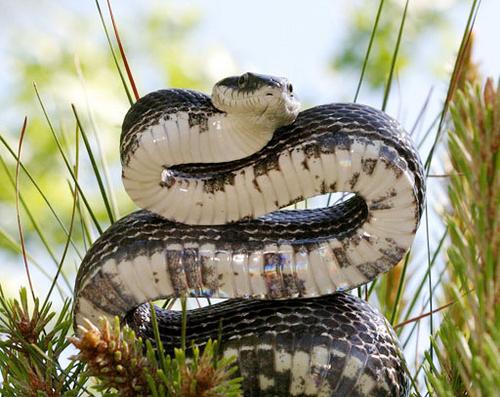 Amur snake photo