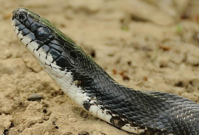 Amur snake poisonous