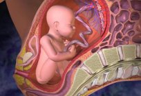 Onde se desenvolve o embrião de um mamífero? Características dos mamíferos
