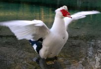 Бройлерная Ente: Anbau und Zucht zu Hause