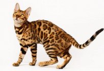Китайська кішка з великими очима: опис породи, характерні риси, фото