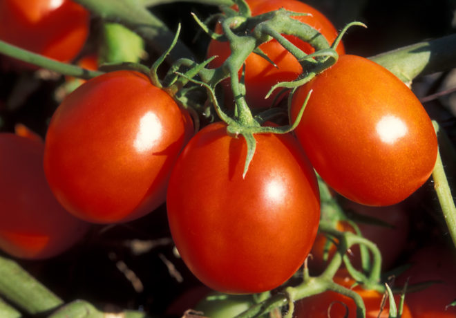Descripción de los tomates