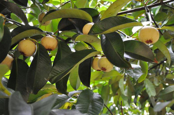 la fruta de mangostán las propiedades útiles y peligrosos