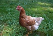 Como entender, por que as galinhas não são realizadas no verão