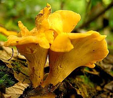 o quanto crescem cogumelos chanterelle