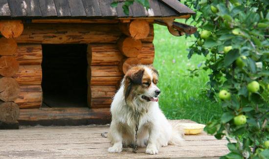 how to make a kennel for the dog with their hands