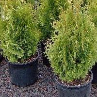 how to plant thuja