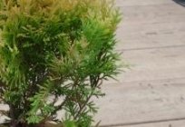 How to plant arborvitae and care for them?