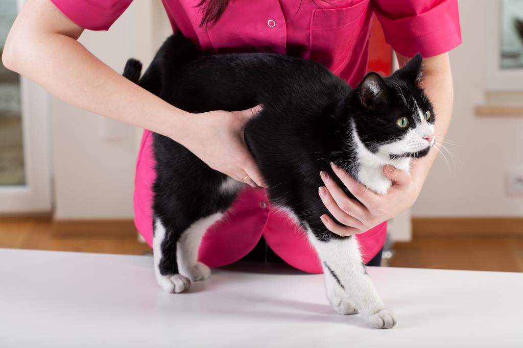 Cómo entender que un gato tiene lombrices