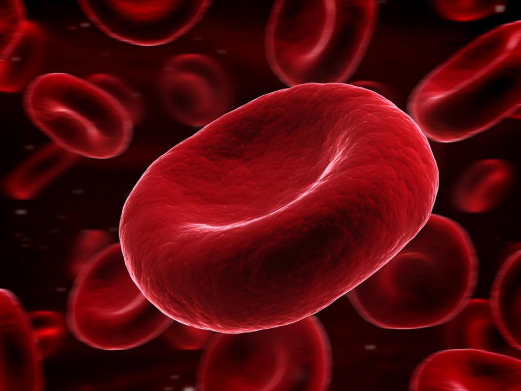 olgun kırmızı kan hücreleri