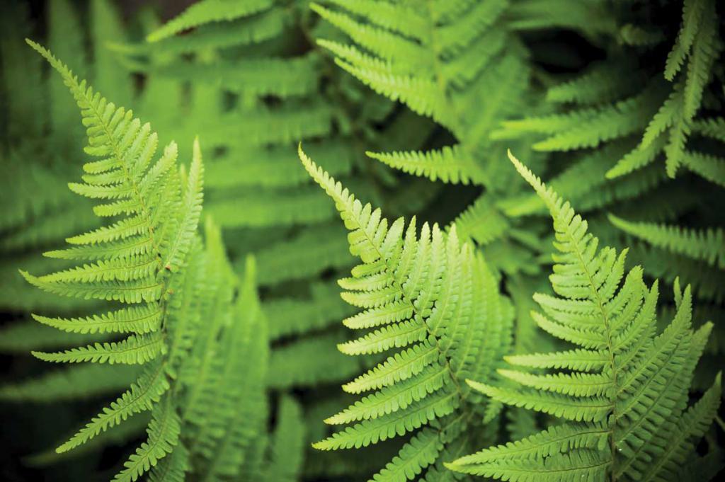 ferns contain in the cells many chromosomes