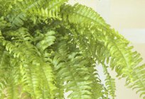 The harm and benefit of a fern for a man