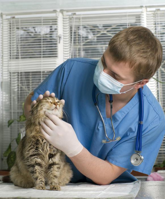 antibiotics for cats with infection