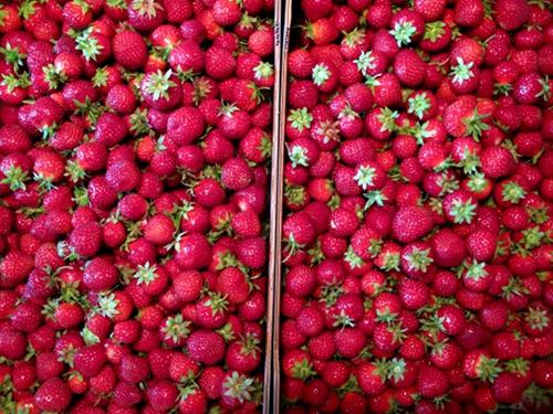 the fed strawberries
