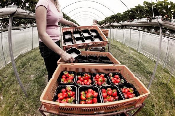  what to feed strawberries before flowering