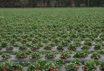 超过施肥草莓种植者?
