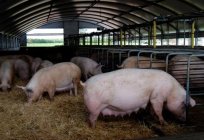 Rasa świń ras mięsnych: mięso-łojowych, mięsne (беконные). Cechy uprawy