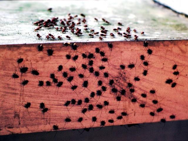 escarabajos en el apartamento de cómo deshacerse