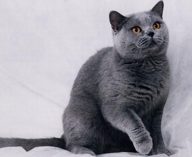 grey cat breed